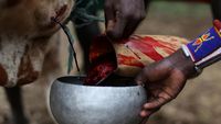 Foto: Minum Darah Banteng yang Ngeri
