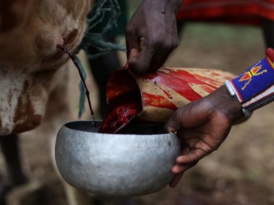 Foto: Minum Darah Banteng yang Ngeri