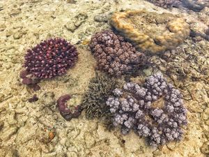 Snorkeling Tanpa Basah di Tolitoli