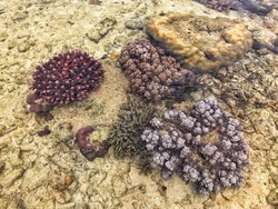 Snorkeling Tanpa Basah di Tolitoli