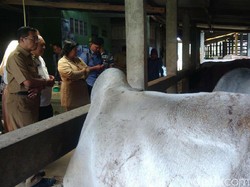 Permintaan Sapi Kurban di DIY juga Menurun