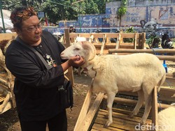 Petugas Temukan Ratusan Domba tidak Laik Kurban di Bandung