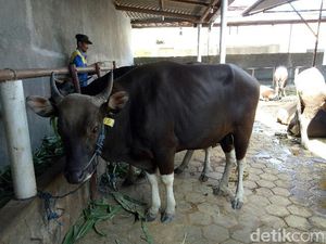 Sapi Bali Masih jadi Primadona Jelang Idul Adha Sapi Bali Masih jadi Primadona Jelang Idul Adha