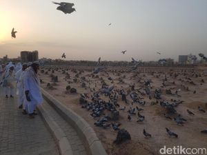 Kisah Merpati Megan di Tanah Suci yang Dipercaya Peliharaan Aisyah