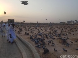 Kisah Merpati Megan di Tanah Suci yang Dipercaya Peliharaan Aisyah