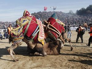 Adu Unta di Turki, Jantannya Dibuat Tegang Dulu