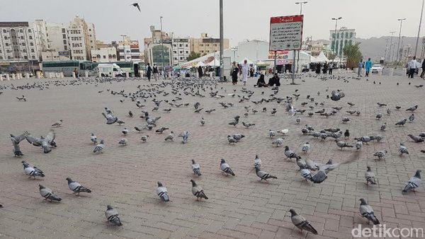 Potret Kawanan Burung Merpati yang Dimuliakan di Tanah Suci