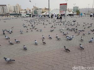 Potret Kawanan Burung Merpati yang Dimuliakan di Tanah Suci