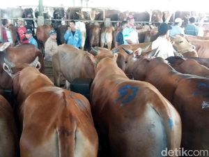 Permintaan Hewan Kurban di Banjarnegara Menurun