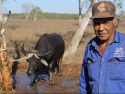 Kisah Para Pemburu Kerbau Liar di Australia Utara