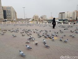 3 Hewan Ini Selalu Ada di Sekitar Masjidil Haram-Nabawi, Pernah Lihat?