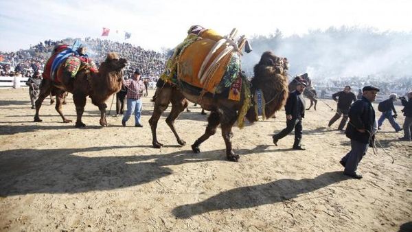 Foto: Saat Unta Diadu Gulat dan Kontes Kecantikan