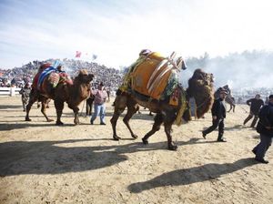 Foto: Saat Unta Diadu Gulat dan Kontes Kecantikan