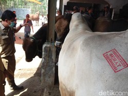 Petugas Temukan Sapi Tak Layak Kurban di Pasar Hewan Banjarnegara