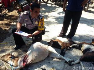 Agar Tak Dimakan Anjing Liar, Warga Diminta Pindahkan Ternak Agar Tak Dimakan Anjing Liar, Warga Diminta Pindahkan Ternak