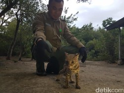 BKSDA Lepas Kucing Hutan yang Dilindungi di Pulau Dua Serang