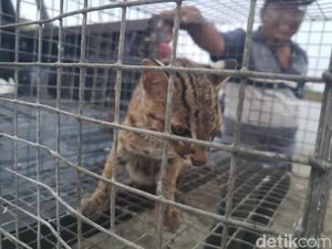 Warga Jambi Serahkan Kucing Hutan ke BKSDA