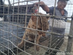 Warga Jambi Serahkan Kucing Hutan ke BKSDA