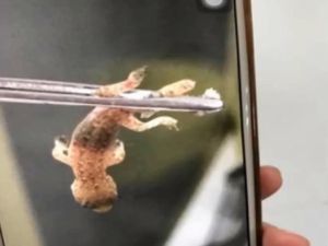 Potret Operasi Pengangkatan Cicak Hidup dari Telinga Pria asal China
