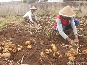 Embun Es masih Ancam Petani Kentang Dieng