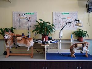China Punya Akupuntur Khusus Anjing & Kucing, Seperti Apa Ya?
