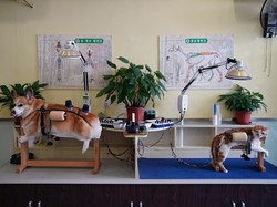 China Punya Akupuntur Khusus Anjing & Kucing, Seperti Apa Ya?