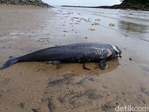 Lumba-lumba Ditemukan Mati di Pantai Melawai Balikpapan