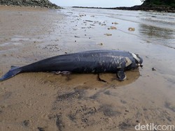 Lumba-lumba Ditemukan Mati di Pantai Melawai Balikpapan