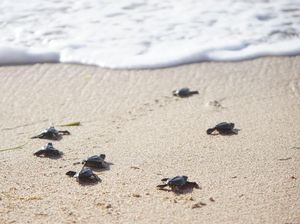 500 Ekor Tukik Dilepas di Pantai Sarangan Bali 500 Ekor Tukik Dilepas di Pantai Sarangan Bali