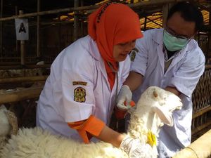 Waspadai Antraks, Pemkot Yogyakarta Periksa Hewan Kurban