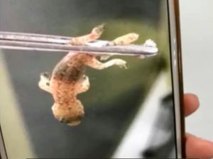 Hii! Ada Cicak Hidup di Dalam Rongga Telinga Pria Ini