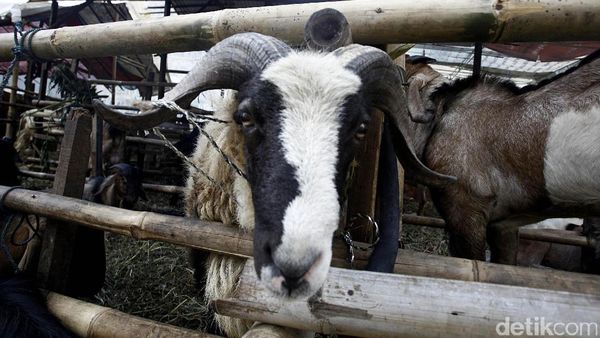 Pedagang Hewan Kurban Mulai Marak