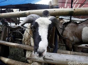 Pedagang Hewan Kurban Mulai Marak