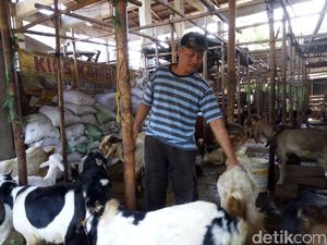 Jelang Idul Adha, Harga Kambing di Solo Naik Tipis