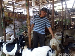 Jelang Idul Adha, Harga Kambing di Solo Naik Tipis