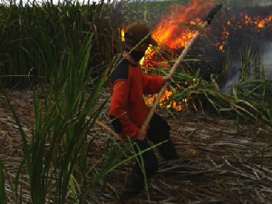Patroli Terpadu KLHK Padamkan Karhutla di Kalimantan dan Sumatera