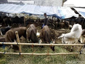 Kapan Hukum Kurban Menjadi Wajib? Ini Penjelasannya