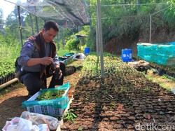 Nunuh Manusia Pohon Ajak Anak Jaman Now Peduli Lingkungan