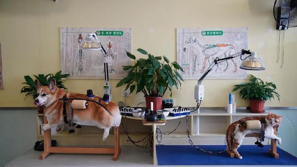 Foto: Akupuntur Khusus Kucing dan Anjing