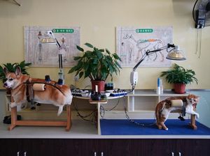 Foto: Akupuntur Khusus Kucing dan Anjing