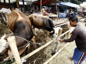 Jelang Idul Adha, Pemprov DKI Pantau Kesehatan Hewan Kurban
