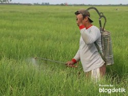 Pemkab: Brebes Jadi Pengguna Pestisida Tertinggi se-ASEAN