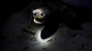 Mencari Tuntong Laut Aceh, Salah Satu Reptil Terlangka di Dunia