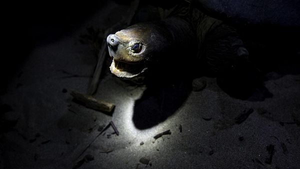 Mencari Tuntong Laut Aceh, Salah Satu Reptil Terlangka di Dunia