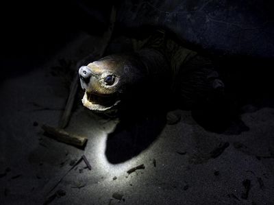 Mencari Tuntong Laut Aceh, Salah Satu Reptil Terlangka di Dunia