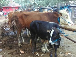 Marak Pedagang Hewan Kurban, Ini Imbauan Wali Kota Risma