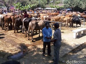 Pedagang Sapi di Sukoharjo Mengeluh Sepi Jelang Idul Adha