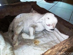 Kelainan Genetik, Anak Kambing di Purworejo Berkepala Aneh