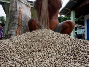 RI Ekspor 3.000 Ton Lada Ke Malaysia, Thailand, hingga India