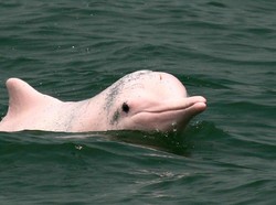 Konon Katanya Lumba-lumba Merah Muda Suka Menculik Wanita